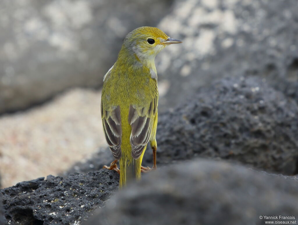 Mangrove Warbler female adult, identification, aspect