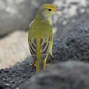 Mangrove Warbler