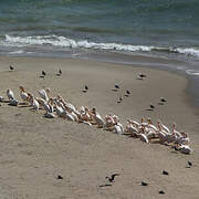 Great White Pelican