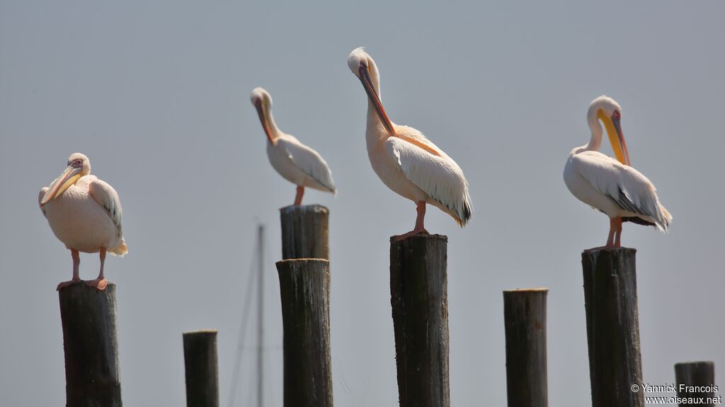 Pélican blancadulte, habitat