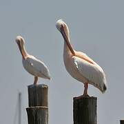 Great White Pelican