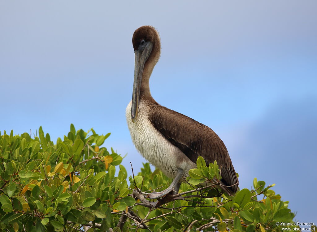 Pélican brunimmature, identification, composition