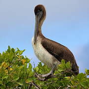 Brown Pelican