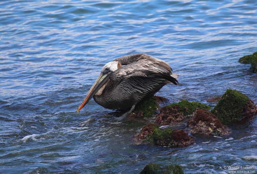 Brown Pelicanadult breeding, habitat, aspect, swimming