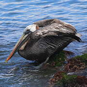 Brown Pelican