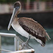 Brown Pelican