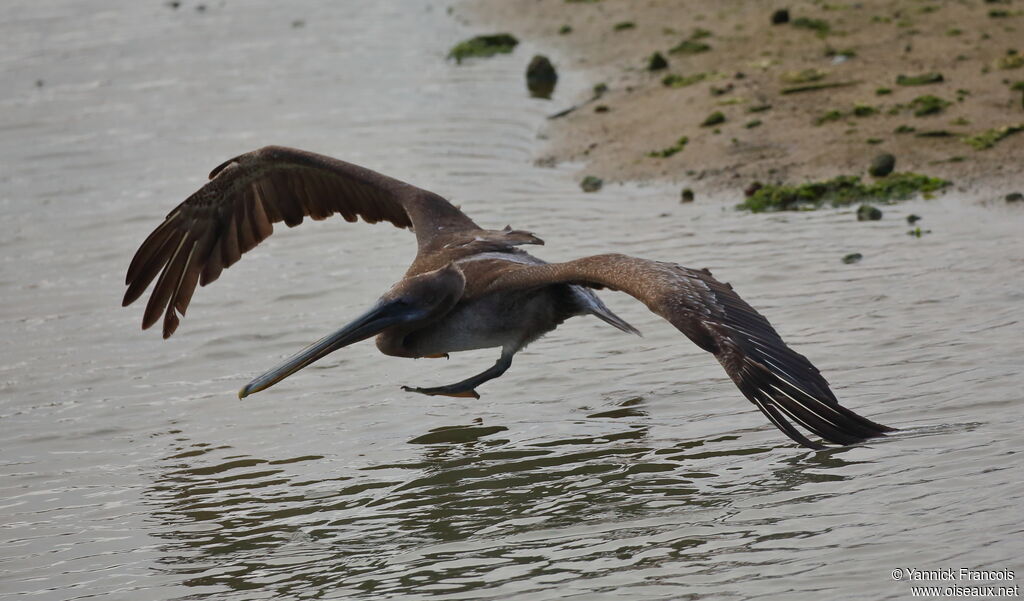 Brown Pelicanimmature, aspect, Flight, fishing/hunting