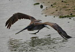 Brown Pelican