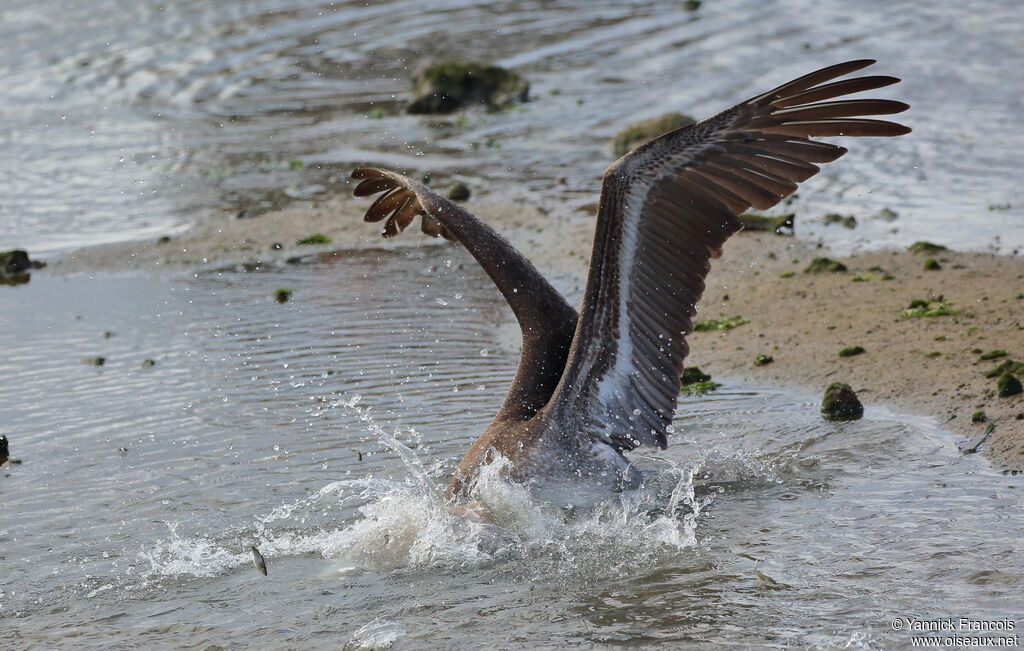 Brown Pelicanimmature, habitat, aspect, fishing/hunting