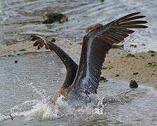 Brown Pelican