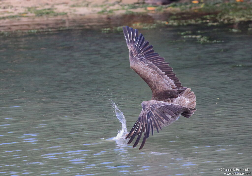 Pélican brunimmature, composition, Vol, pêche/chasse