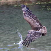 Brown Pelican