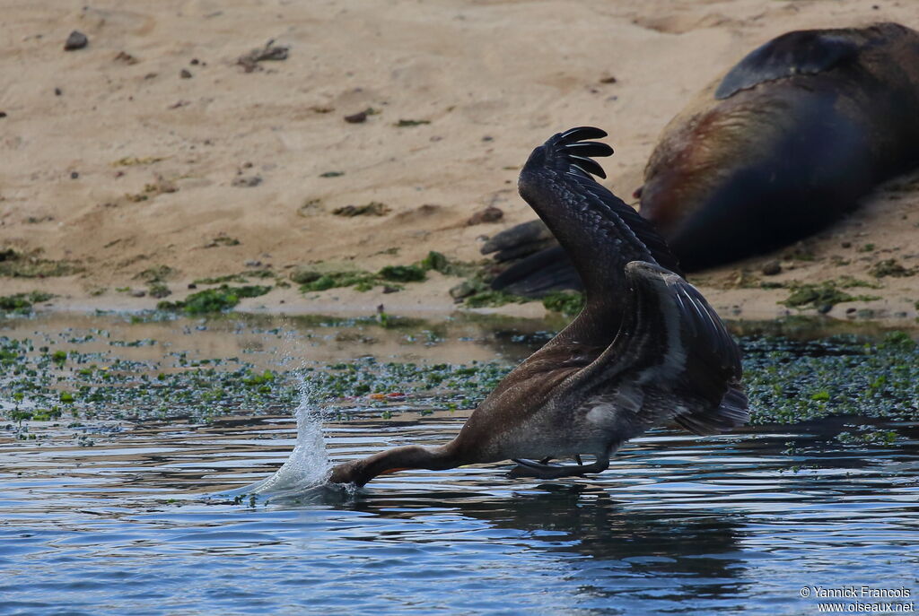 Brown Pelicanimmature, aspect, Flight, fishing/hunting