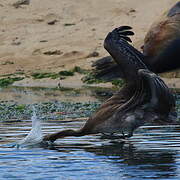 Brown Pelican