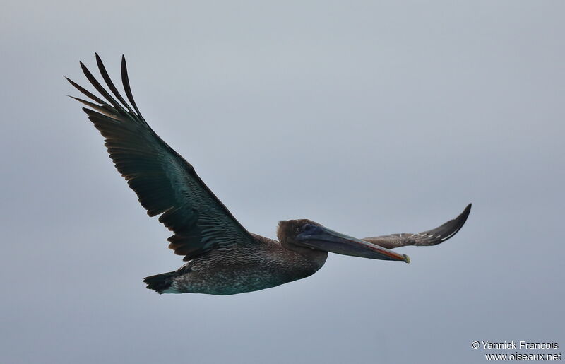 Brown Pelicanimmature, aspect, Flight