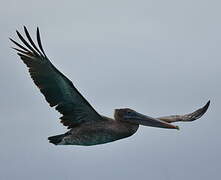 Brown Pelican