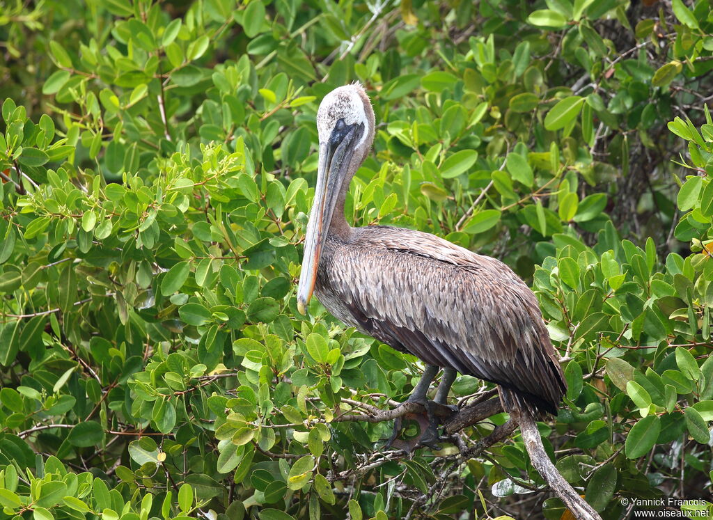 Brown Pelicansubadult, identification, aspect