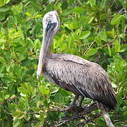 Brown Pelican