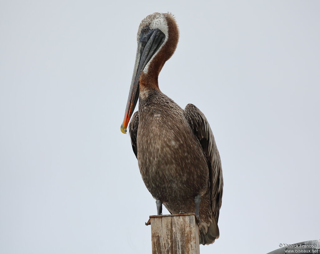 Pélican brunadulte, identification, composition