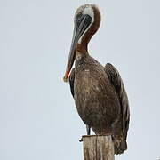 Brown Pelican