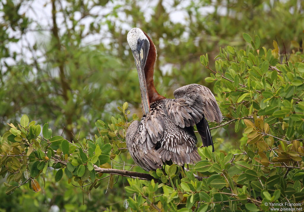 Pélican brunsubadulte, habitat, composition