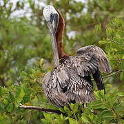 Brown Pelican