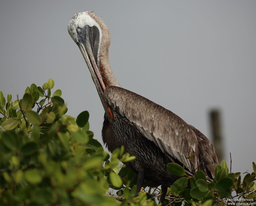 Brown Pelicansubadult, identification, aspect