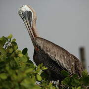 Brown Pelican