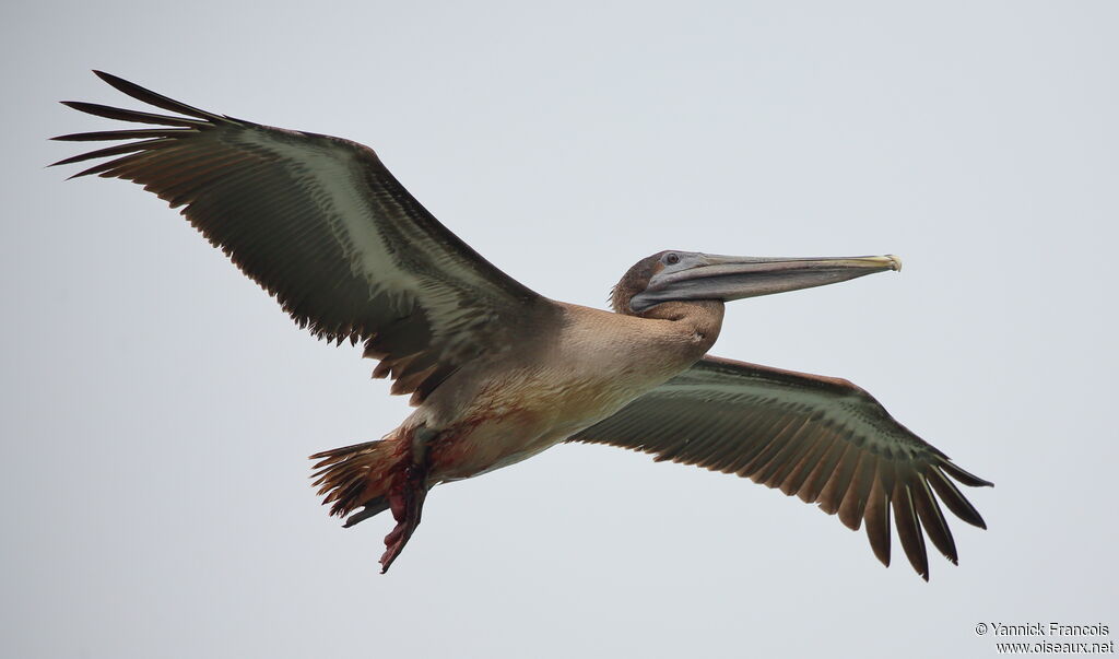 Brown Pelicanimmature, aspect, Flight