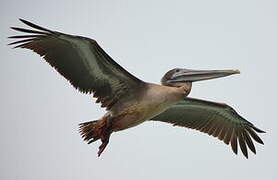 Brown Pelican