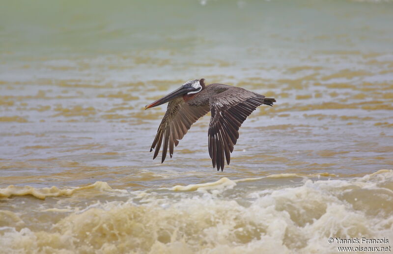 Brown Pelican, aspect, Flight