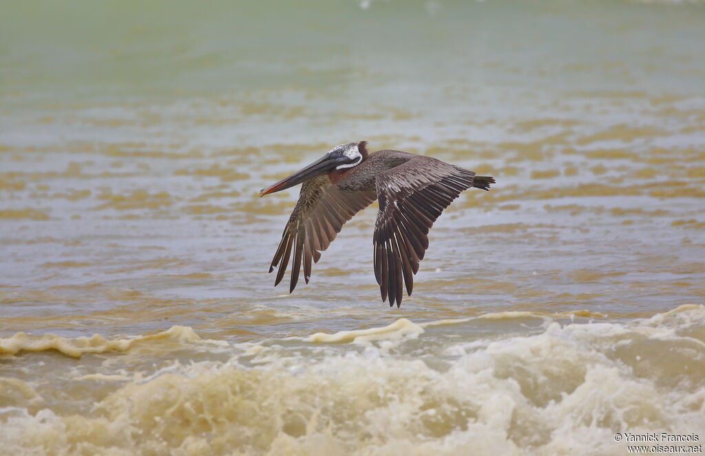 Brown Pelican, aspect, Flight