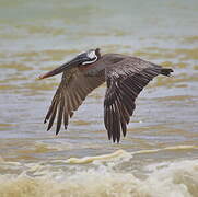 Brown Pelican