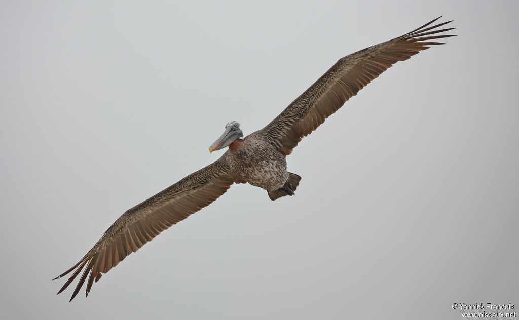 Brown Pelican, aspect, Flight