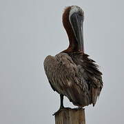 Brown Pelican