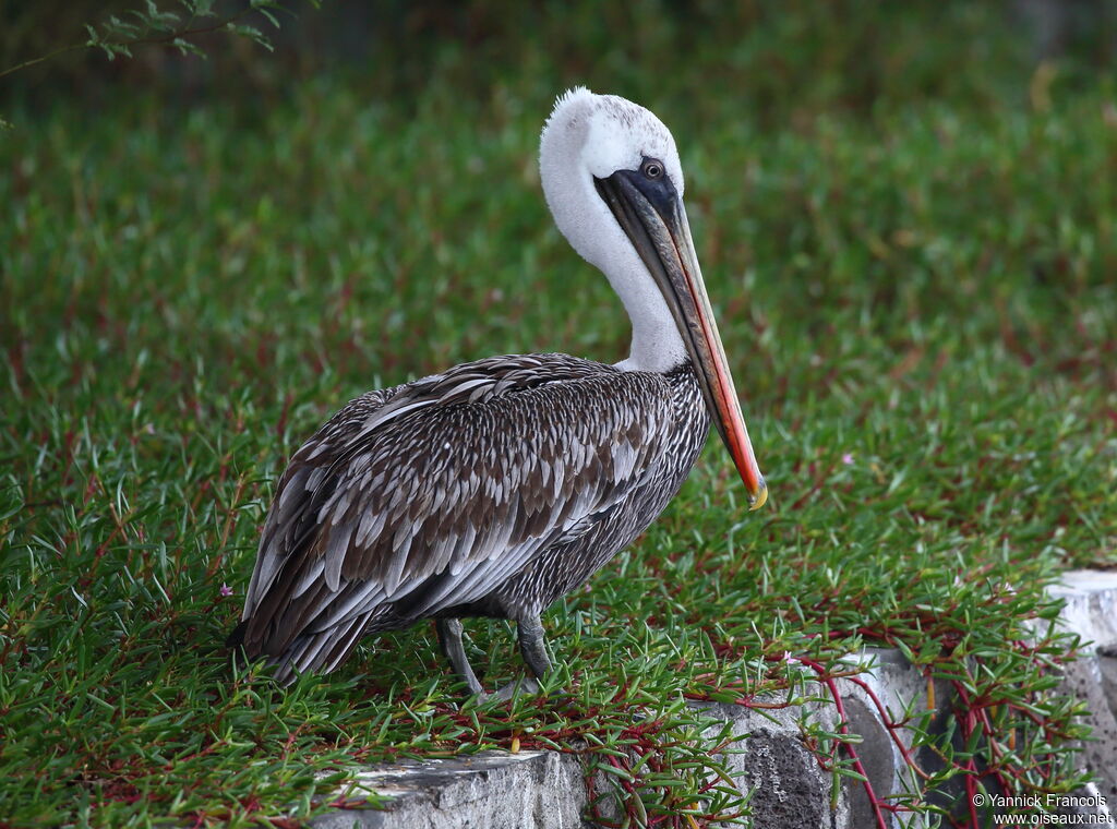 Brown Pelicanadult post breeding, identification, aspect