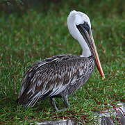 Brown Pelican