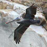 Brown Pelican