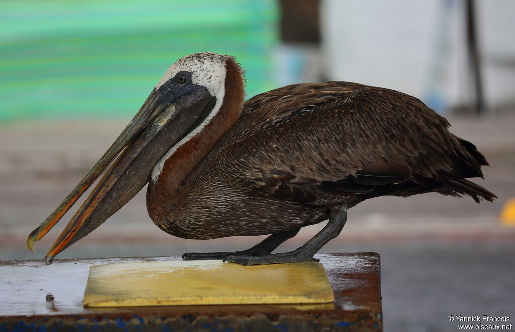 Brown Pelicanadult, identification, aspect