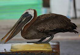 Brown Pelican