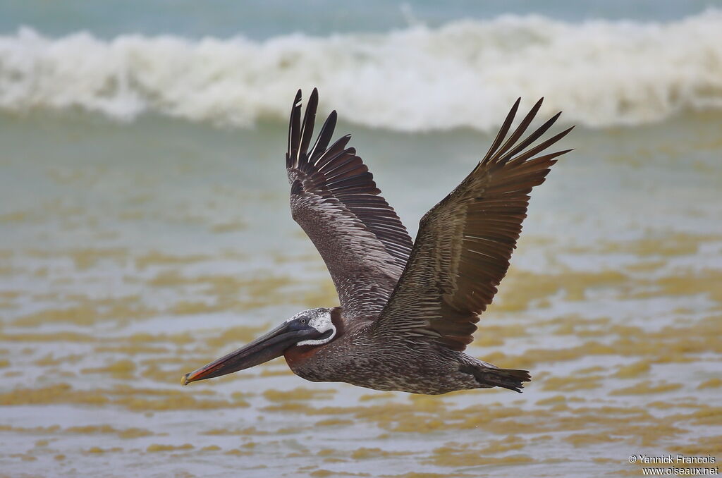 Brown Pelicanadult, aspect, Flight