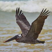 Brown Pelican