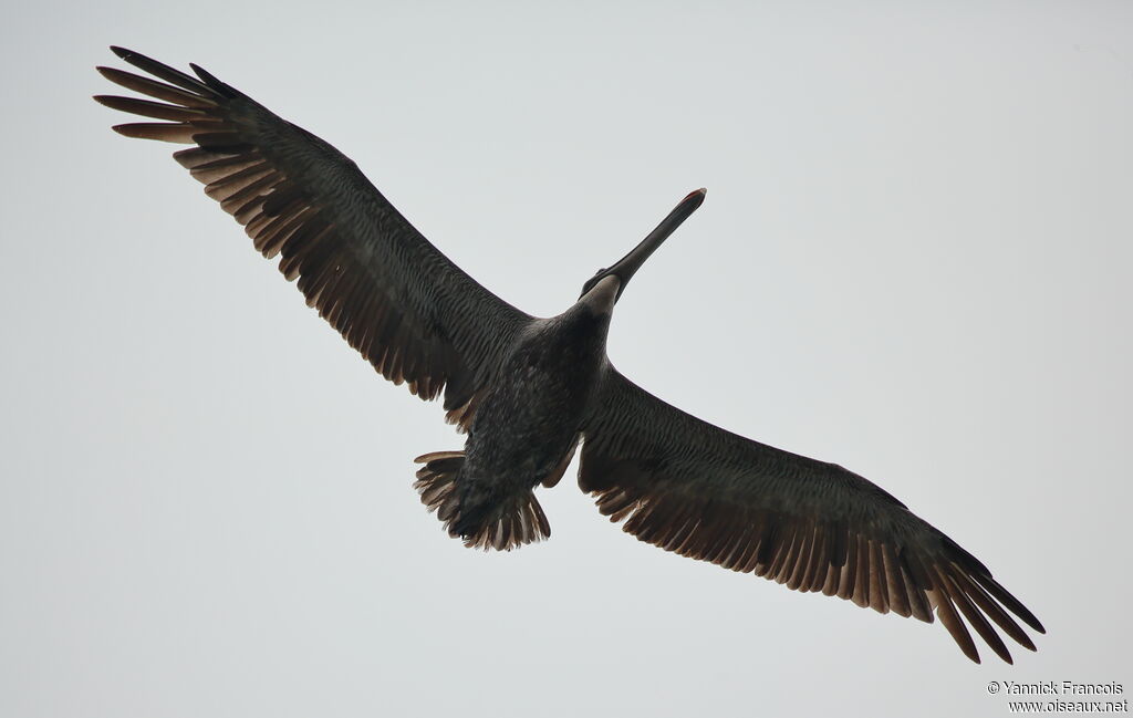 Brown Pelicanadult, aspect, Flight