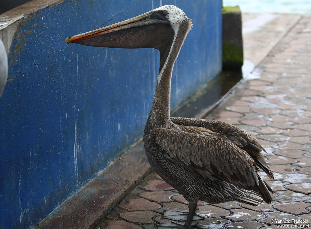 Brown Pelicanadult, aspect