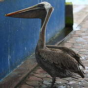 Brown Pelican