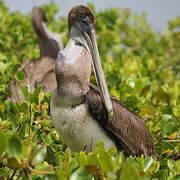 Brown Pelican