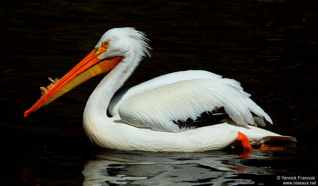 Pélican d'Amériqueadulte, identification, composition