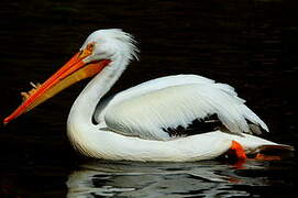 American White Pelican