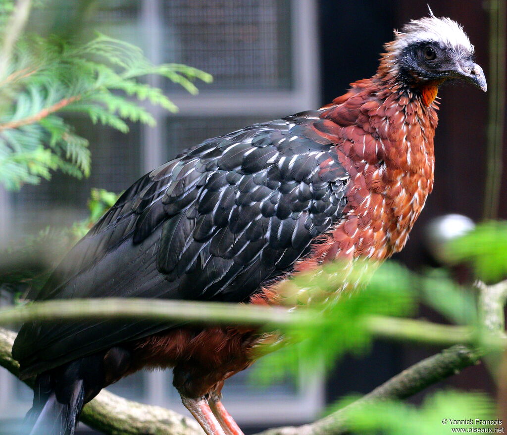 White-crested Guanadult, identification, aspect