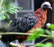 White-crested Guan